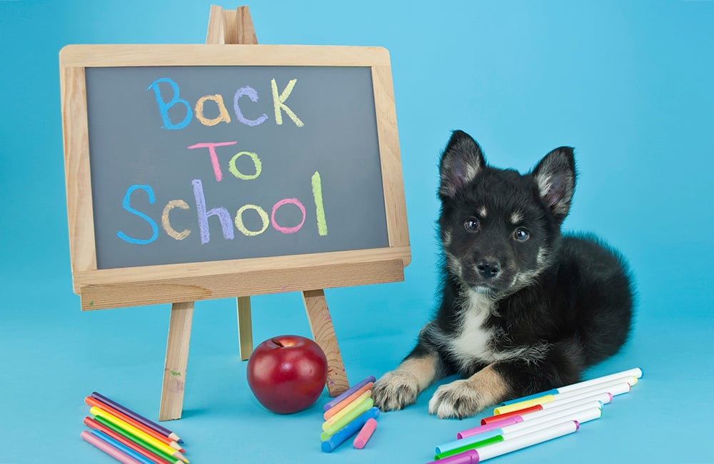 https://jksports360.com/wp-content/uploads/2025/09/behavior-training-back-to-school-pup.jpg