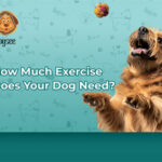 https://jksports360.com/wp-content/uploads/2025/09/post_67efd311aa369-how-much-exercise-does-your-dog-need-thumb.jpg