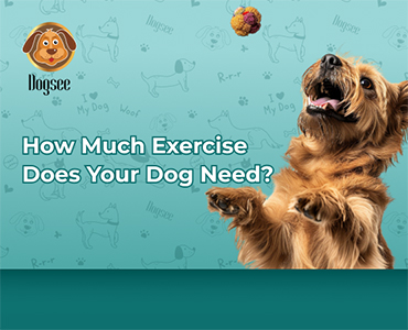 https://jksports360.com/wp-content/uploads/2025/09/post_67efd311aa369-how-much-exercise-does-your-dog-need-thumb.jpg