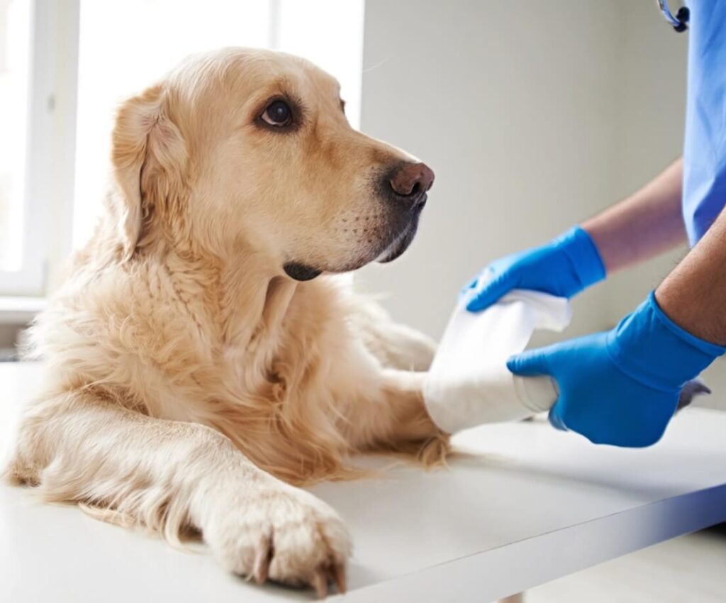 https://jksports360.com/wp-content/uploads/2025/11/Dog-getting-bandaged-1.jpg